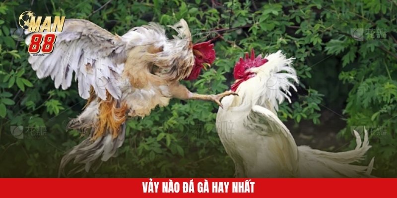 Vảy gà đẹp có chắc chắn đá hay